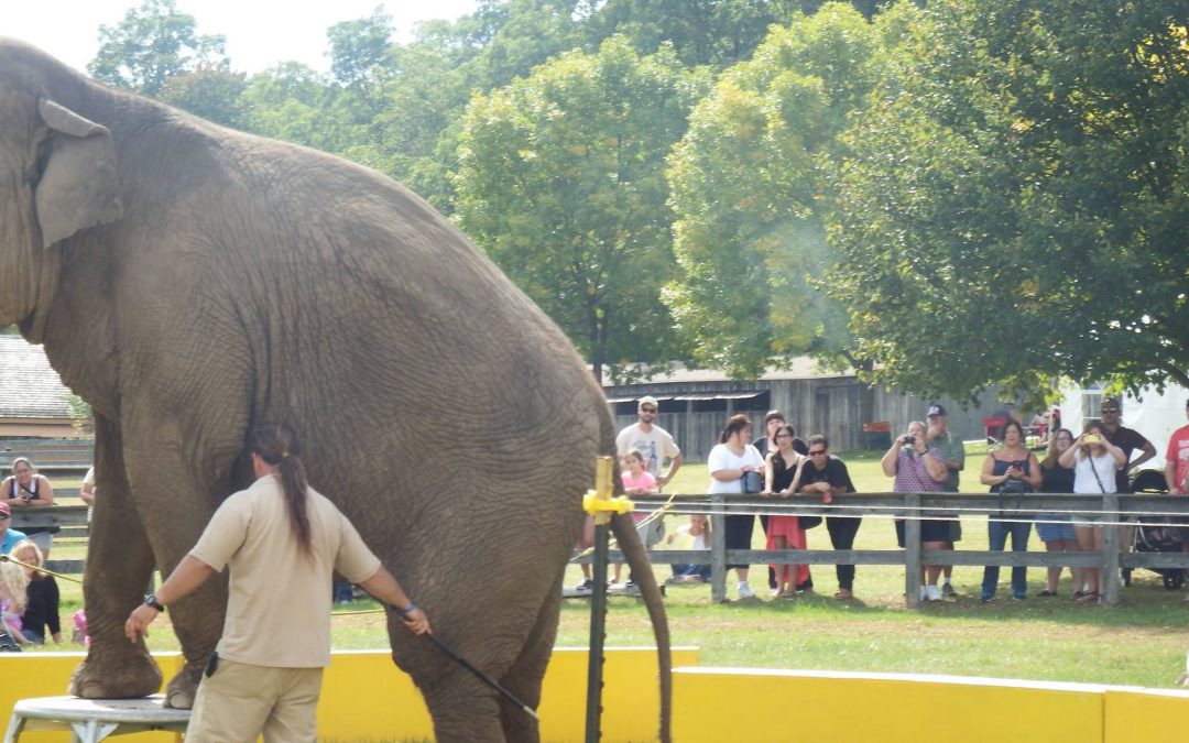 Suffering elephant Minnie skips Long Island Fair