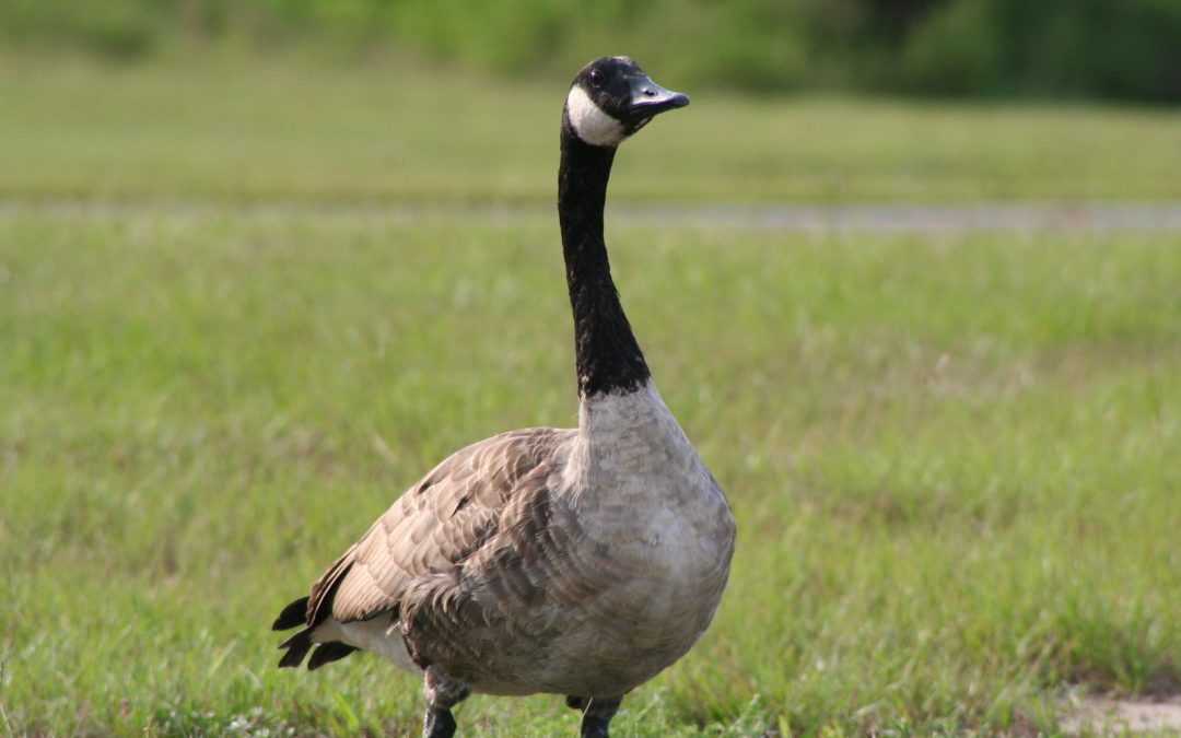 200 geese saved on Lake Ronkonkoma