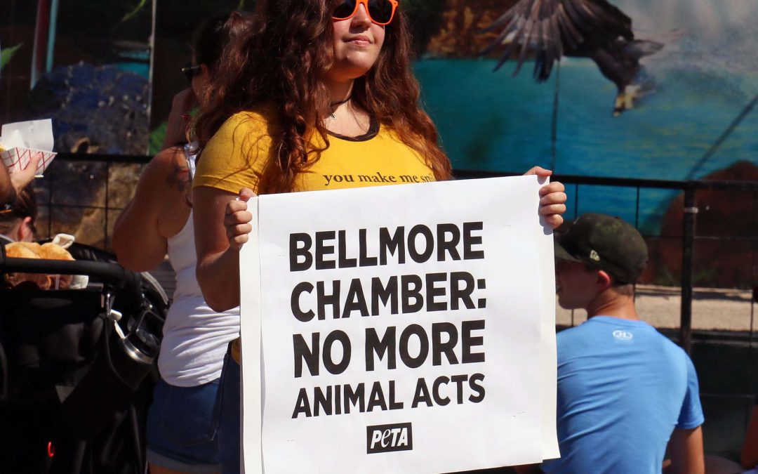 Bellmore Street Festival bans animal acts