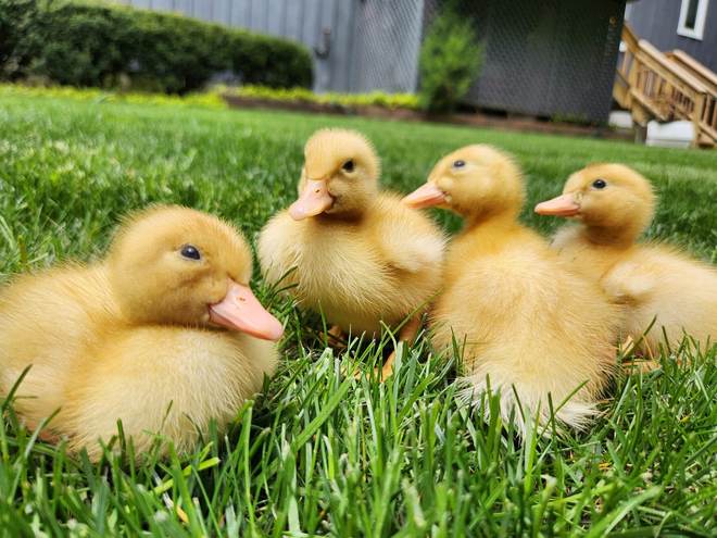St. John the Baptist Diocesan High School ends 40-year tradition of hatching ducklings in classrooms