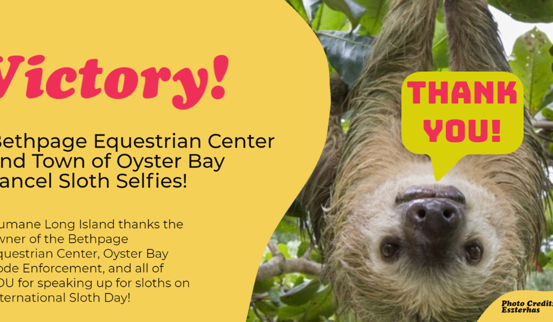 “Sloth Selfies” canceled at the Bethpage Equestrian Center on International Sloth Day!