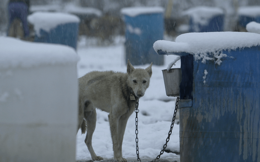 Patchogue-Medford Library will not support the deadly Iditarod dogsled race!