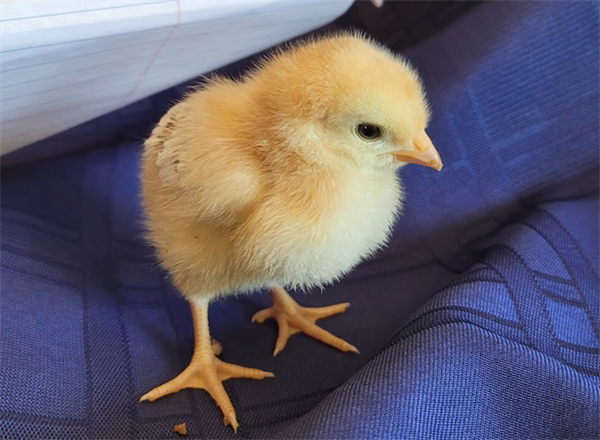 Suffolk County DA charges multiple Long Island poultry dealers with misdemeanors for selling day-old baby chicks in quantities less than allowable by New York State law