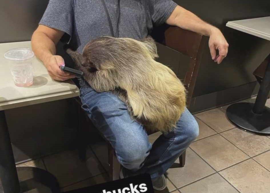 Nassau County Department of Health warns Starbucks Rockville Centre following Sloth Encounters visits