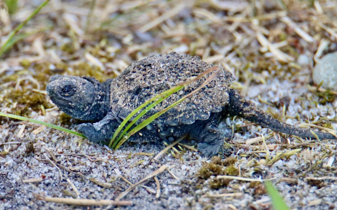 Suffolk County Parks Department commits to protect snapping turtle nests at Meadow Croft Estate