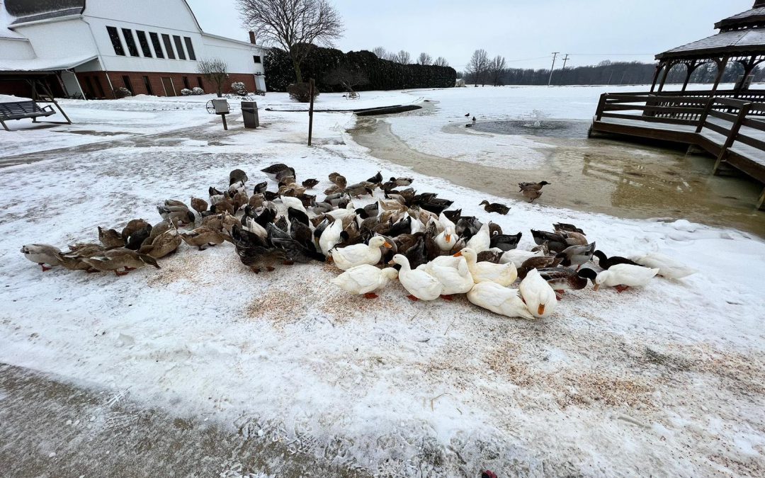 100+ domestic ducks to be rescued in Smithville, OH