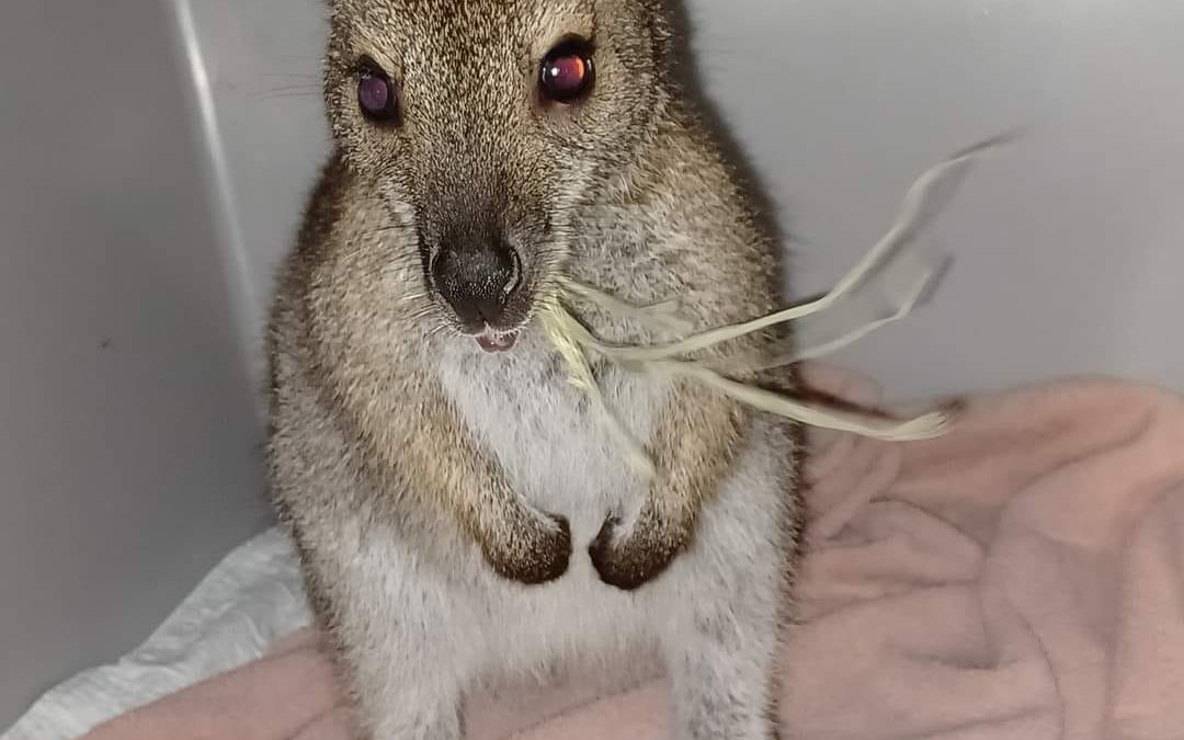 NYPD confiscates wallaby, caiman, & pythons on Coney Island boardwalk