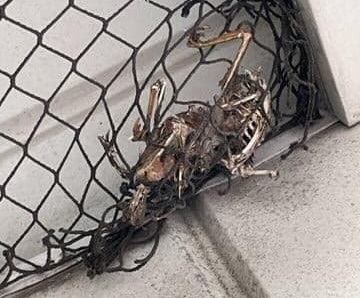 Deadly bird netting removed from Northport yachting center