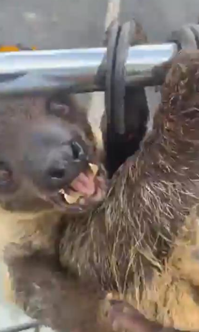 Feds cite Sloth Encounters for “critical” violations following Humane Long Island complaint